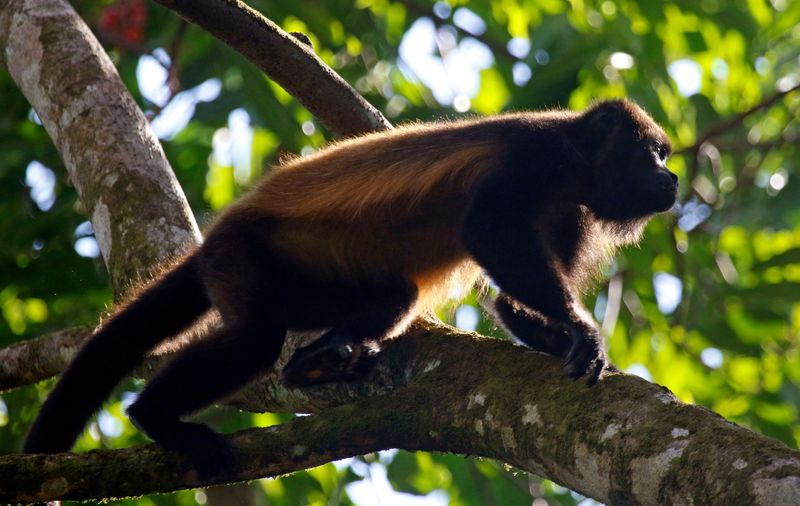 Golden-mantled Howler (Alouatta palliata palliata) Ciudad Neily, Puntarenas, Costa Rica