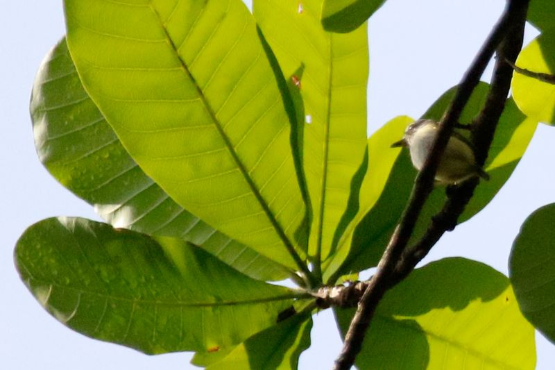 Black-capped Pygmy Tyrant (Myiornis atricapillus) Pipeline Road, Parque Nacional Soberanía, Panama