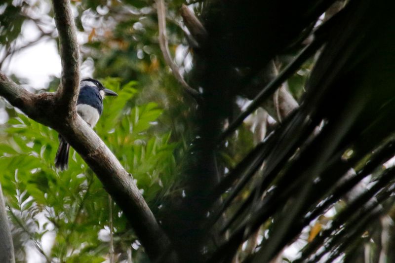 Black-breasted Puffbird (Notharchus pectoralis) Pipeline Road, Parque Nacional Soberanía, Panama