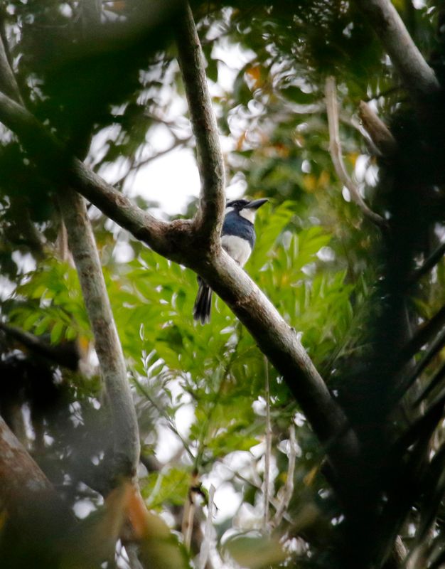 Black-breasted Puffbird (Notharchus pectoralis) Pipeline Road, Parque Nacional Soberanía, Panama