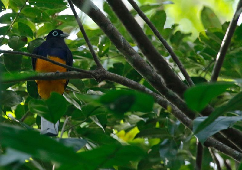 White-tailed Trogon (Trogon chionurus) Pipeline Road, Parque Nacional Soberanía, Panama