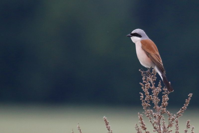 Red-backed Shrike (Lanius collurio) Kleine Moorlinse, Berlin, Germany