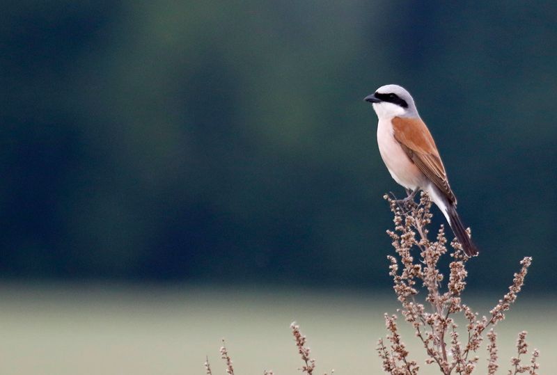 Red-backed Shrike (Lanius collurio) Kleine Moorlinse, Berlin, Germany