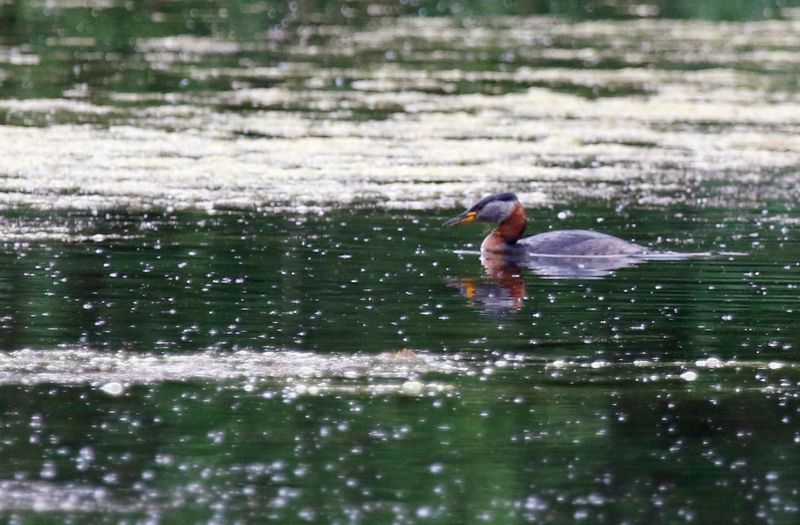 Red-necked Grebe (Podiceps grisegena) Karower Teiche NSG, Berlin, Germany