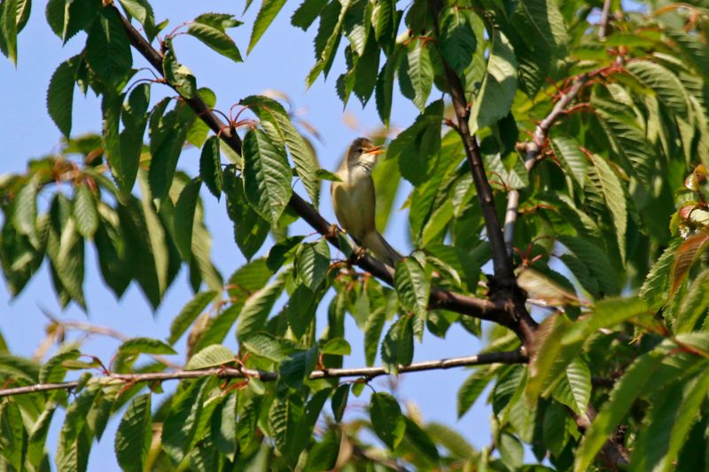 Marsh Warbler (Acrocephalus palustris)