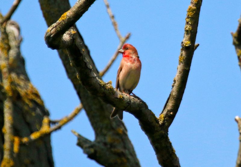 Common Rosefinch (Carpodacus erythrinus) Unteres Odertal Nationalpark, Brandenburg, Germany