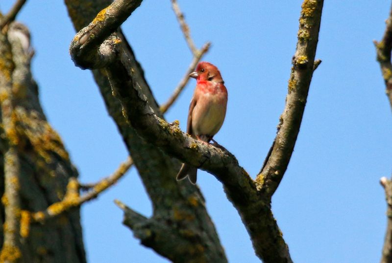 Common Rosefinch (Carpodacus erythrinus) Unteres Odertal Nationalpark, Brandenburg, Germany