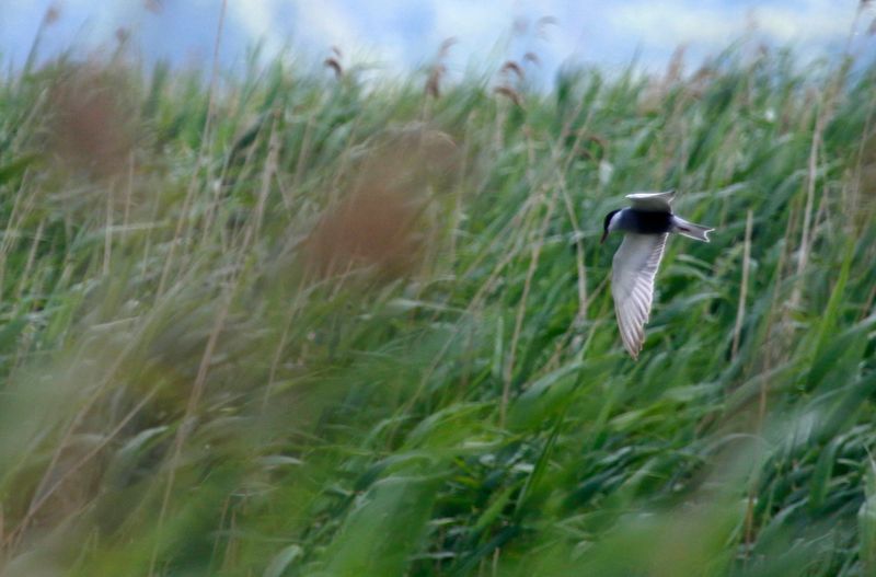Whiskered Tern (Chlidonias hybrida) Unteres Odertal Nationalpark, Brandenburg, Germany