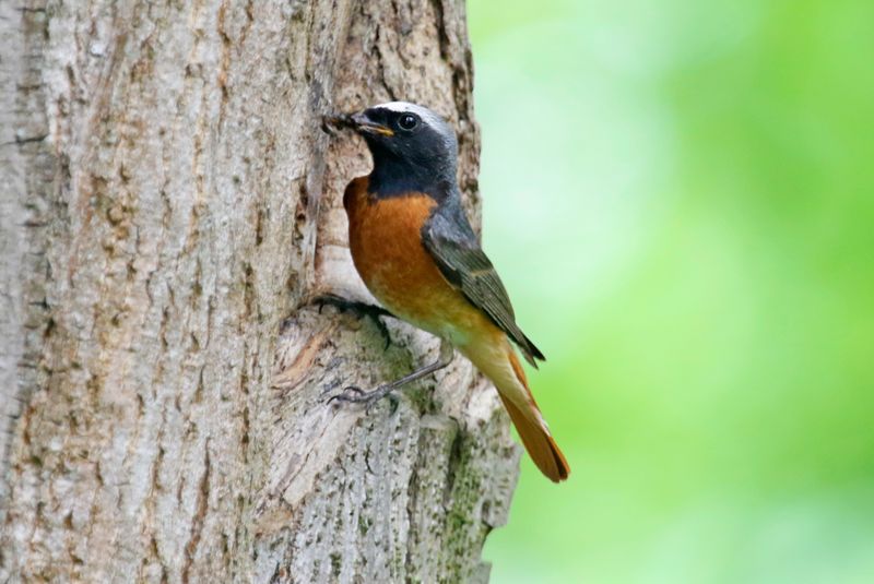Common Redstart (Phoenicurus phoenicurus) Tierpark, Berlin, Germany