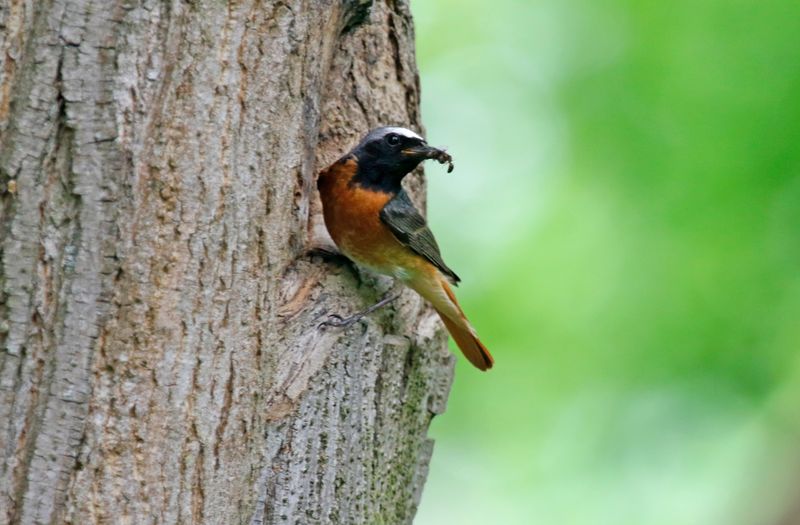 Common Redstart (Phoenicurus phoenicurus) Tierpark, Berlin, Germany