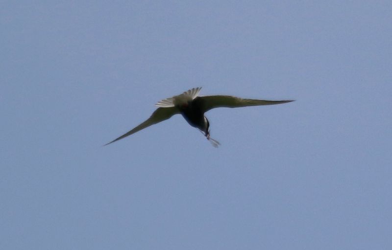 Whiskered Tern (Chlidonias hybrida) Unteres Odertal Nationalpark, Brandenburg, Germany