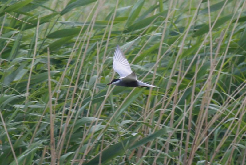 Whiskered Tern (Chlidonias hybrida) Unteres Odertal Nationalpark, Brandenburg, Germany