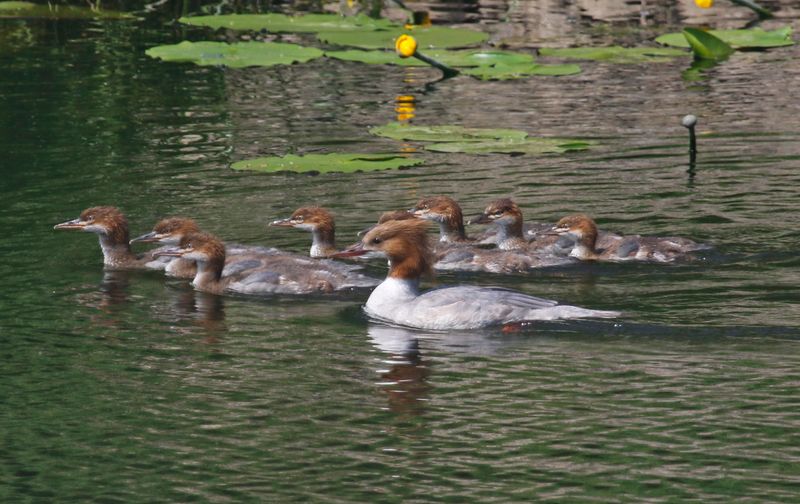 Common Merganser (Mergus merganser) Unteres Odertal Nationalpark, Brandenburg, Germany