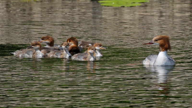 Common Merganser (Mergus merganser) Unteres Odertal Nationalpark, Brandenburg, Germany