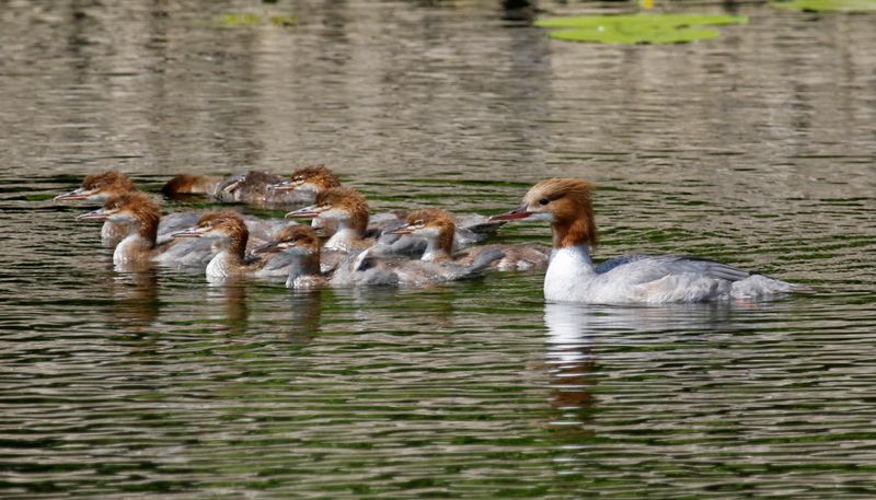 Common Merganser (Mergus merganser) Unteres Odertal Nationalpark, Brandenburg, Germany