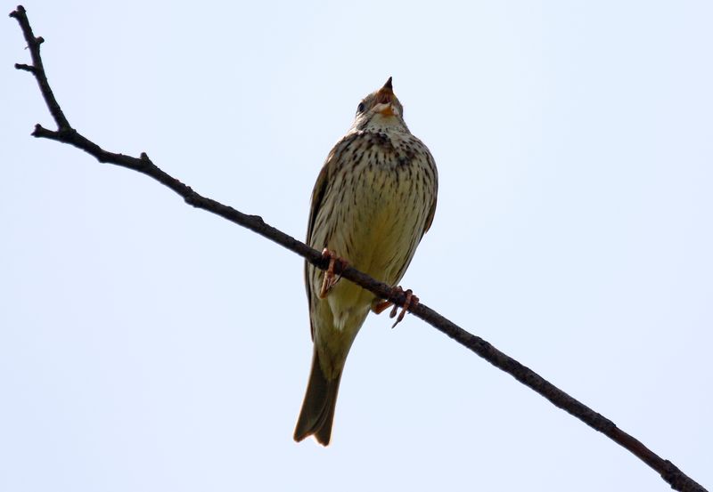 Corn Bunting (Emberiza calandra) Havelländisches Luch, Havelland, Brandenburg, Germany