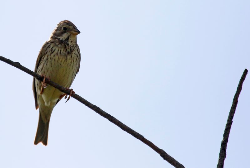 Corn Bunting (Emberiza calandra) Havelländisches Luch, Havelland, Brandenburg, Germany