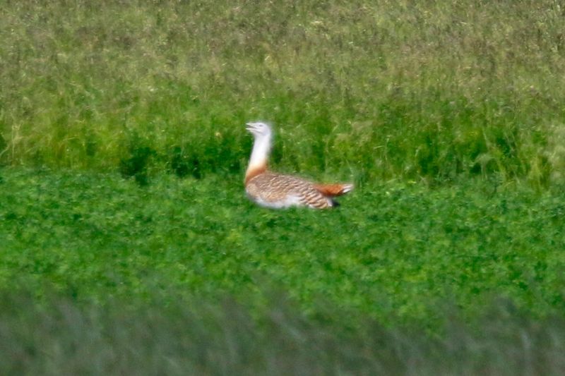 Great Bustard (Otis tarda) Havelländisches Luch, Havelland, Brandenburg, Germany