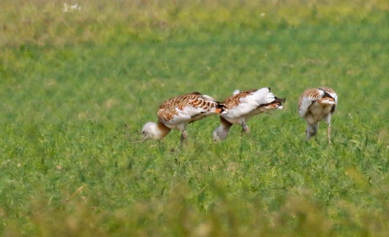 Great Bustard (Otis tarda) Havelländisches Luch, Havelland, Brandenburg, Germany