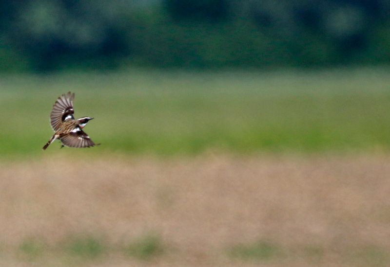 Whinchat (Saxicola rubetra) Havelländisches Luch, Havelland, Brandenburg, Germany