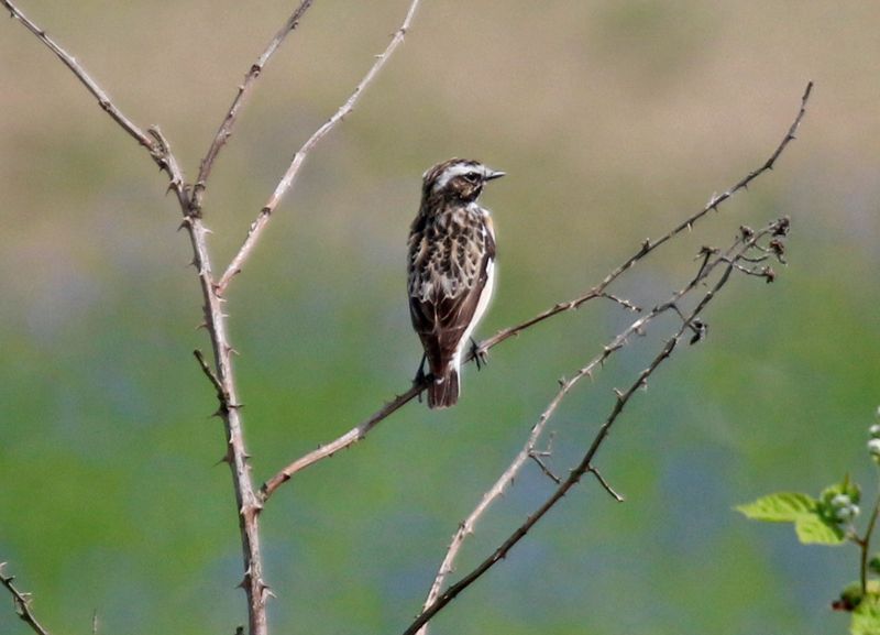 Whinchat (Saxicola rubetra) Havelländisches Luch, Havelland, Brandenburg, Germany