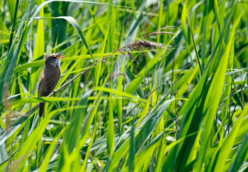 Great Reed Warbler (Acrocephalus arundinaceus) Unteres Odertal Nationalpark, Brandenburg, Germany