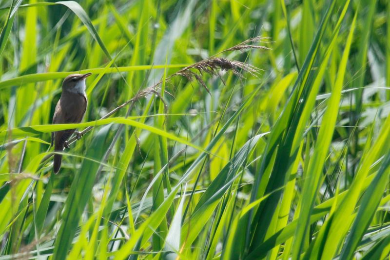 Great Reed Warbler (Acrocephalus arundinaceus) Unteres Odertal Nationalpark, Brandenburg, Germany