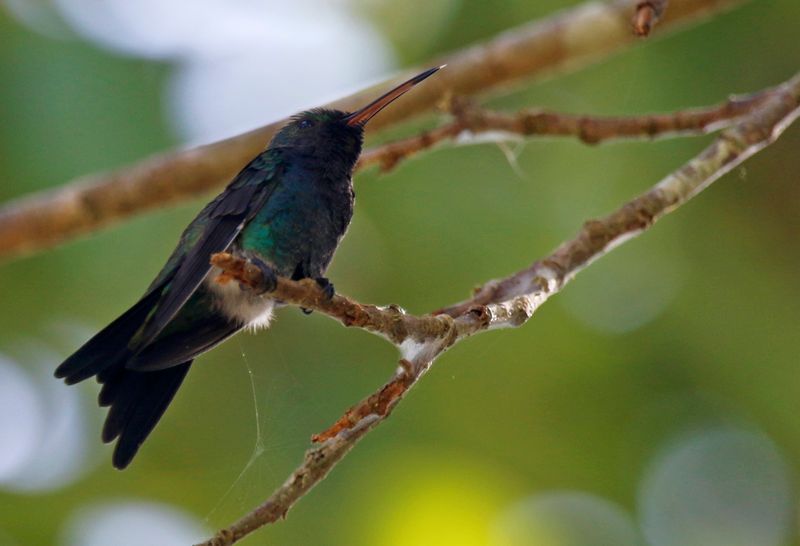 Sapphire-throated Hummingbird (Chrysuronia coeruleogularis) Río Corredor, Ciudad Neily, Puntarenas, Costa Rica