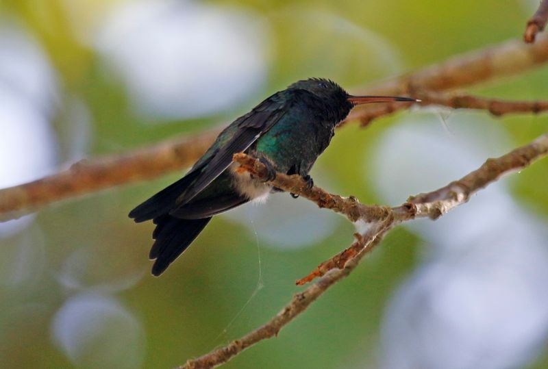 Sapphire-throated Hummingbird (Chrysuronia coeruleogularis) Río Corredor, Ciudad Neily, Puntarenas, Costa Rica
