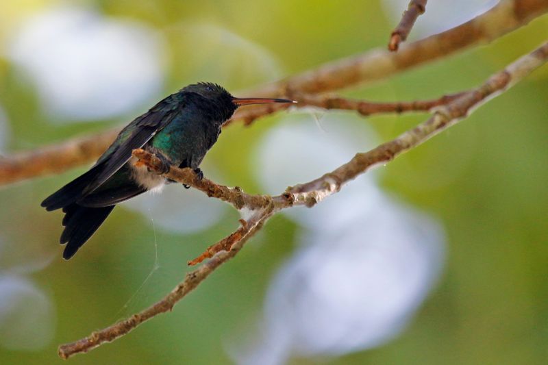 Sapphire-throated Hummingbird (Chrysuronia coeruleogularis) Río Corredor, Ciudad Neily, Puntarenas, Costa Rica