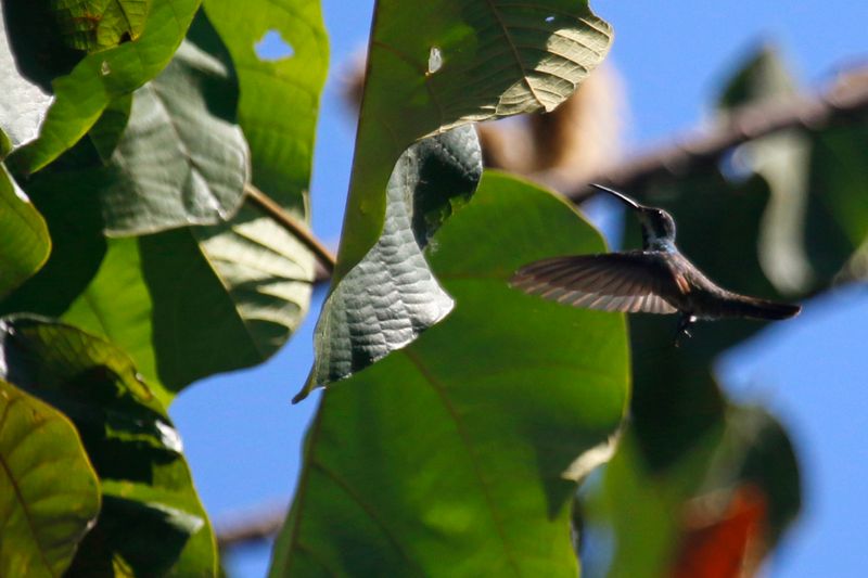 Veraguan Mango (Anthracothorax veraguensis) Río Corredor, Ciudad Neily, Puntarenas, Costa Rica