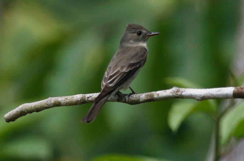 Northern Tropical Pewee (Contopus bogotensis brachytarsus) Puntarenas, Costa Rica