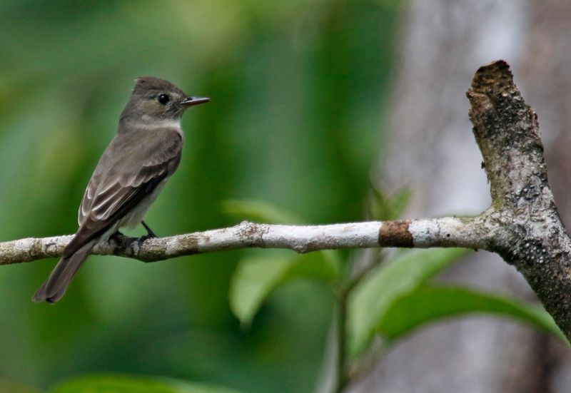 Northern Tropical Pewee (Contopus bogotensis brachytarsus) Puntarenas, Costa Rica