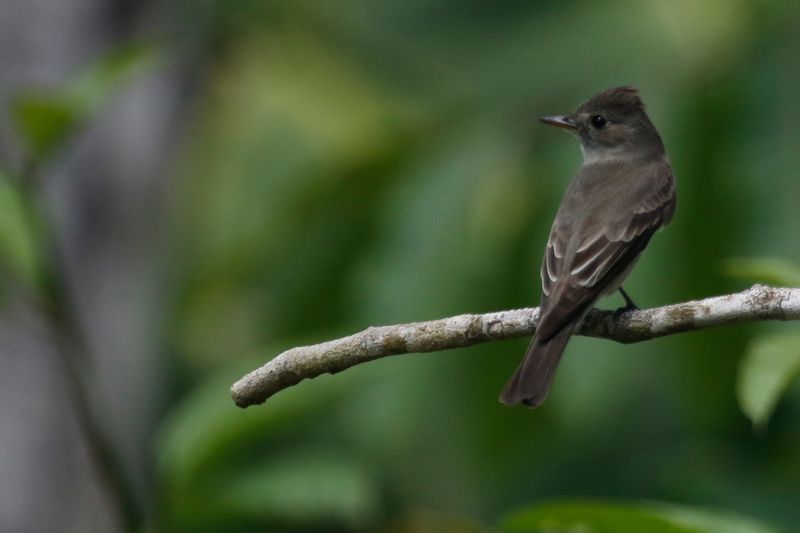 Northern Tropical Pewee (Contopus bogotensis brachytarsus) Puntarenas, Costa Rica