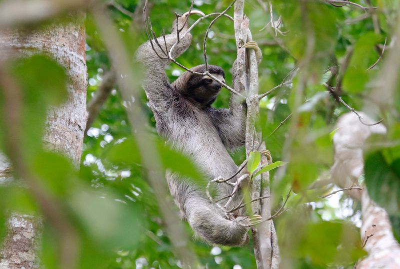 Brown-throated Three-toed Sloth (Bradypus variegatus) Pipeline Road, Parque Nacional Soberanía, Panama