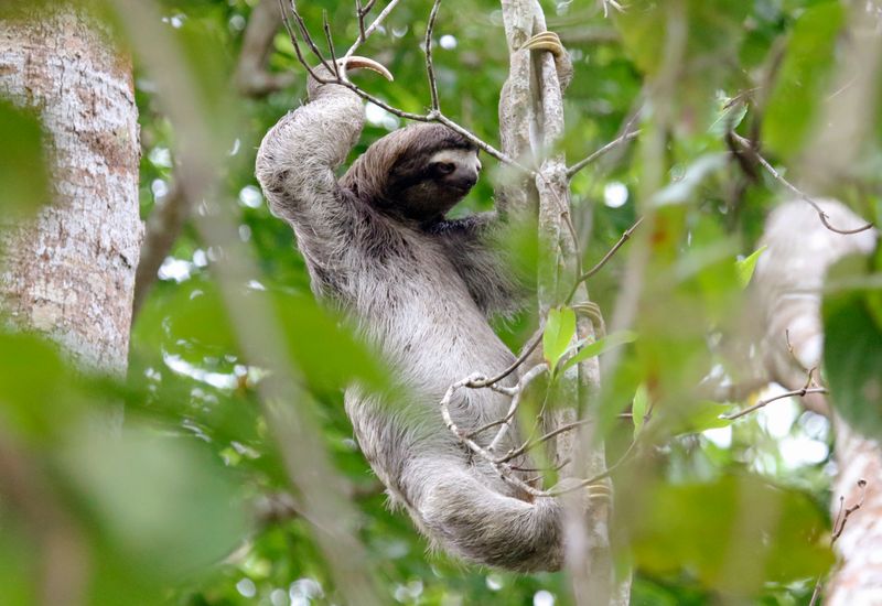 Brown-throated Three-toed Sloth (Bradypus variegatus) Pipeline Road, Parque Nacional Soberanía, Panama