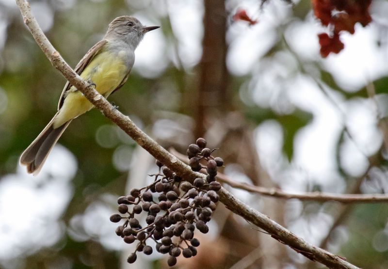 Panama Flycatcher (Myiarchus panamensis)