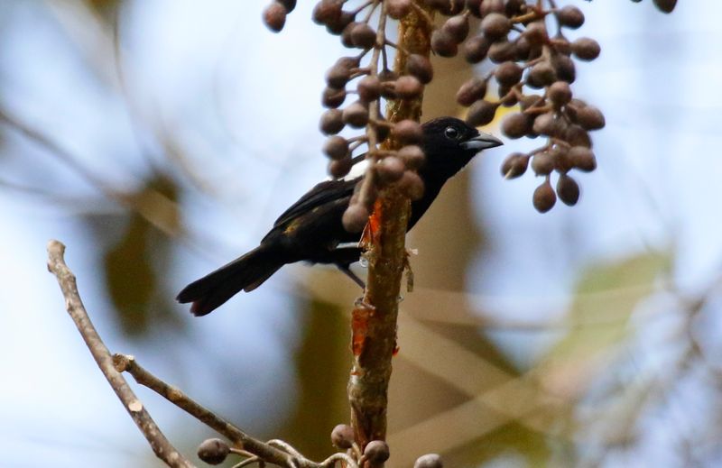 White-shouldered Tanager (Loriotus luctuosus) Summit Ponds, Ancón, Panama
