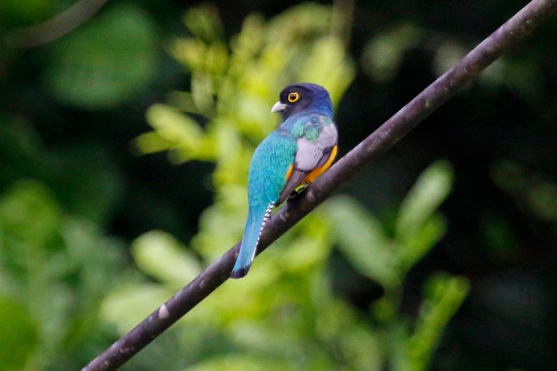 Gartered Trogon (Trogon caligatus concinnus) Summit Ponds, Ancón, Panama