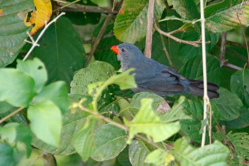 Slate-colored Grosbeak (Saltator grossus saturatus) Canopy Tower, P.N. Soberanía, Panama