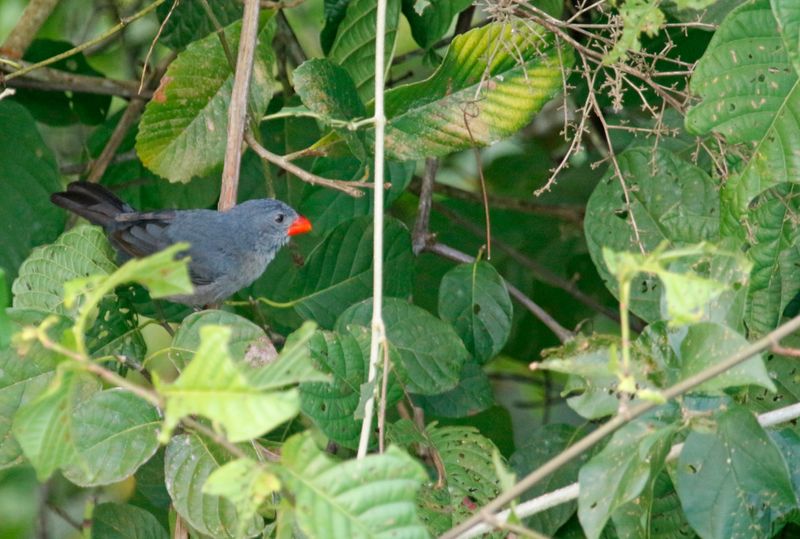 Slate-colored Grosbeak (Saltator grossus saturatus) Canopy Tower, P.N. Soberanía, Panama