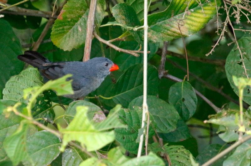 Slate-colored Grosbeak (Saltator grossus)