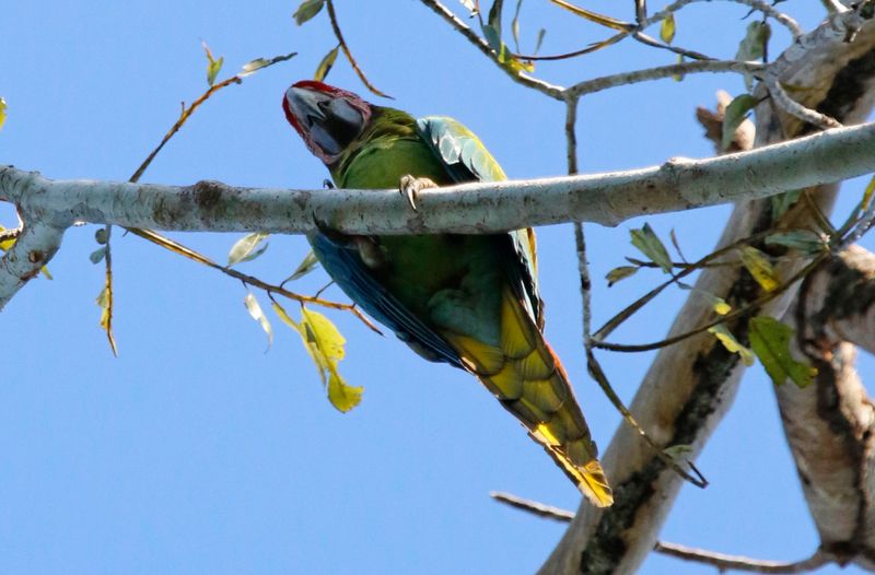 Great Green Macaw (Ara ambiguus)