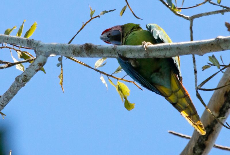 Great Green Macaw (Ara ambiguus) Laguna Lagarto Lodge, San Carlos, Costa Rica