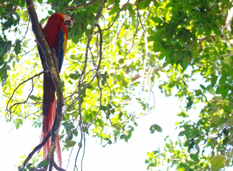 Scarlet Macaw (Ara macao) La Palma, Guanacaste, Costa Rica