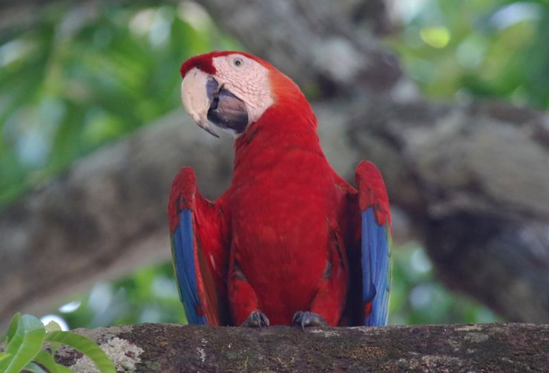 Scarlet Macaw (Ara macao) La Palma, Guanacaste, Costa Rica