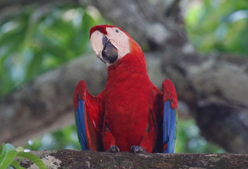 Scarlet Macaw (Ara macao) La Palma, Guanacaste, Costa Rica