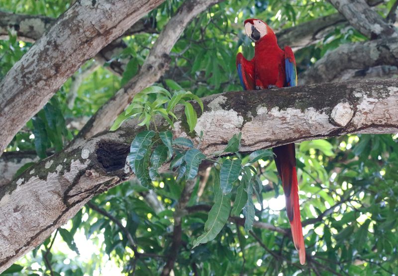 Scarlet Macaw (Ara macao) La Palma, Guanacaste, Costa Rica