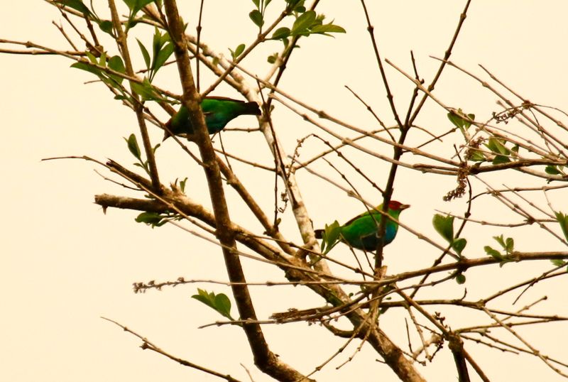 Rufous-winged Tanager (Tangara lavinia)
