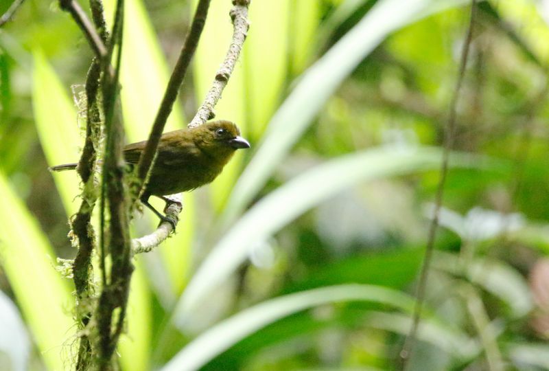 Carmiol's Tanager (Chlorothraupis carmioli)